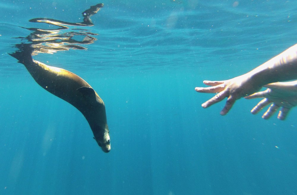 A tourist reaches out to touch a sea lion in the waters surrounding Isla Partida off the coast of La Paz Mexico. (Photo: Nathaniel Chaney)