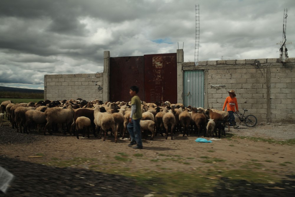 Boys herding sheep on the edge of town. Photo: Alex Washburn