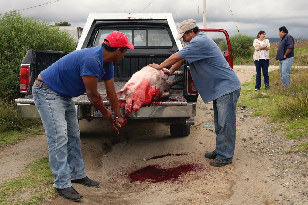 To disturb the neighbors as little as possible the butchers decided to kill the pig in a field a few blocks from the house. Photo: Alex Washburn