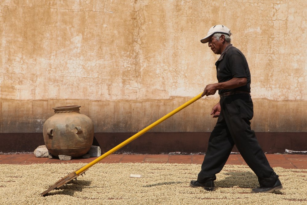 Drying coffee beans are inspected and rotated frequently by hand. Photo: Alex Washburn