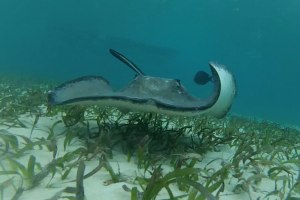 A stingray cruises the ocean floor looking for food. Photo: Nathaniel Chaney