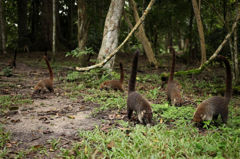 Seeing this family of Coatis was one of the best parts about staying in Tikal. This relative of the raccoon spends its day rooting around the forest floor like little pigs in groups of 10-50. I walked up to within about 15 feet of them and the older ones were totally unafraid. On their search for food the noodled within two or three feet of me. Photo: Alex Washburn