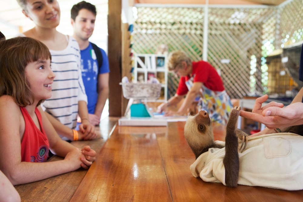 A baby two toed sloth wows visitors at the Sloth Sanctuary just south of Limon Costa Rica. She had a skin infection so they shaved her and put her in a onesie to keep warm. Photo: Alex Washburn