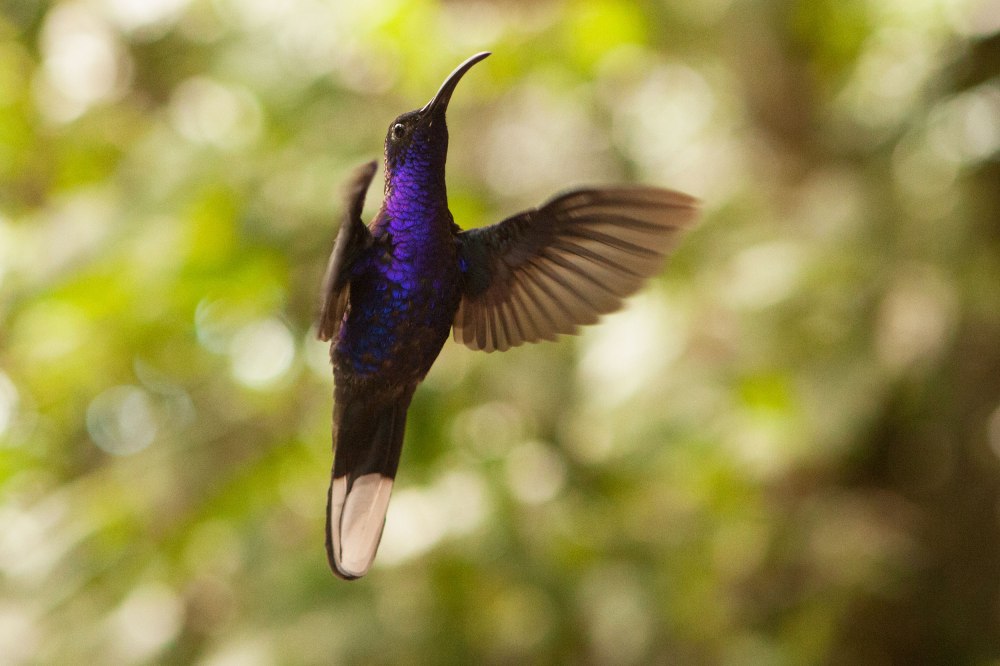 A violet Sabrewing Hummingbird hovers near a feeder at Monteverde Cloud Forest. Photo: Alex Washburn