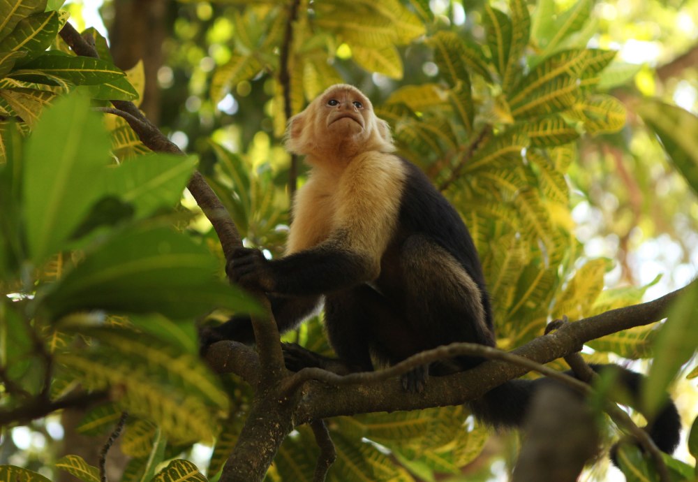 Montezuma may not have the wildlife of Monteverde but it can still surprise you. Here, a White-faced monkey looks to steal any food it can from tourists.  These little bastards are everywhere, and while tourists may ooo and aww over their cuteness, we are sure locals perceive them the way Americans do raccoon, a nuisance to be dealt with.  Photo: Alex Washburn
