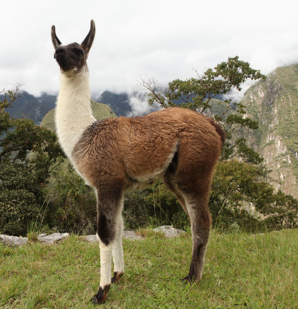One of the best parts of visiting Machu Pichu was getting to pet this baby llama. Photo: Alex Washburn