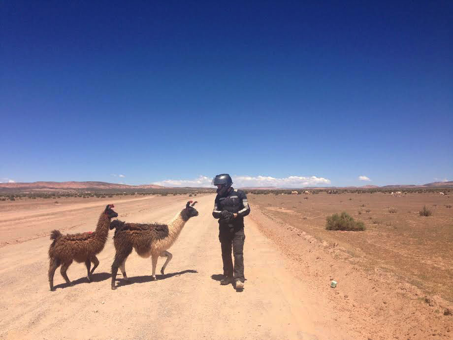 I was laughing so hard when these lamas started following Nathaniel that tears were running own my face. I quickly pulled out my iPhone to take pictures. Photo: Alex Washburn