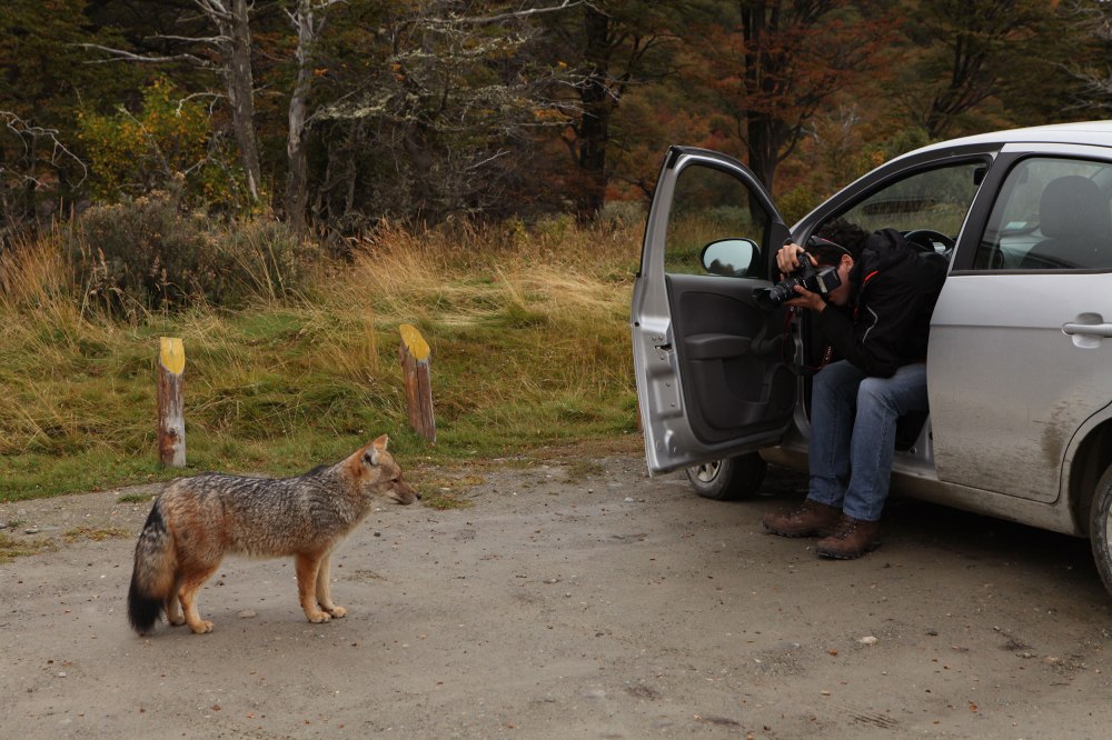 A fox approaches a car to beg for food. Photo: Alex Washburn